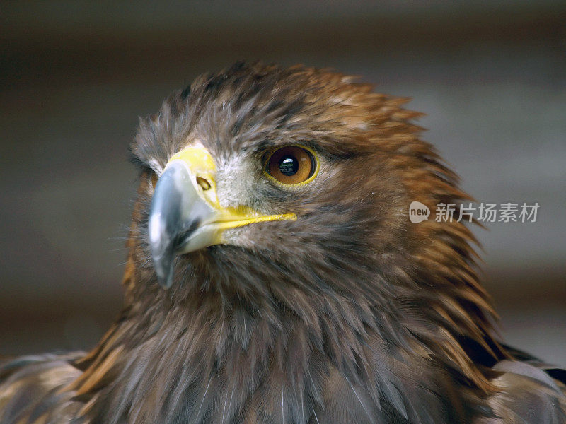 金鹰(Aquila chrysaetos)